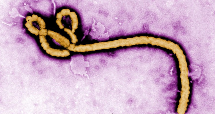 Russell - Ebola_virus