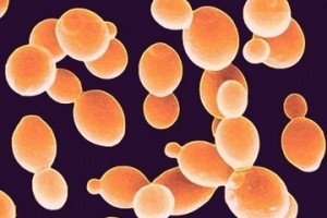 Lee - Saccharomyces Cerevisiae