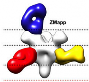 zmapp