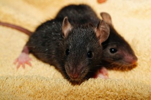 Offord-blackrat