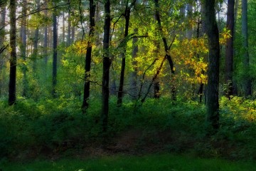 PSII trees