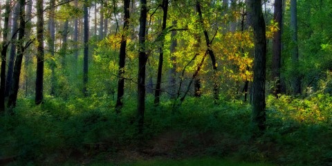 PSII trees