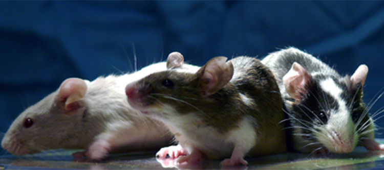 Laboratory mice