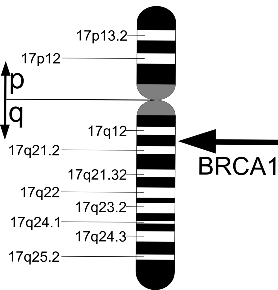 brca1