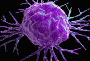 Cancer Cell