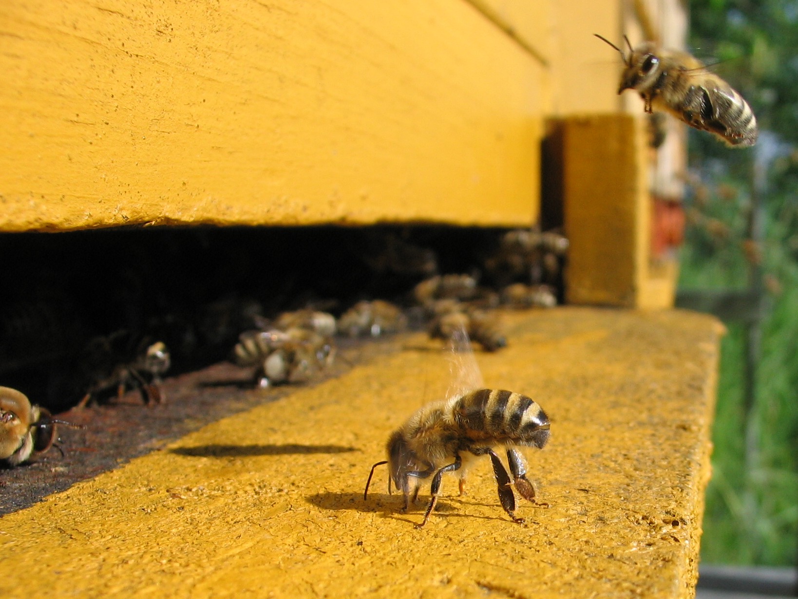 Bees1