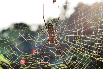 spider