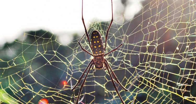 spider