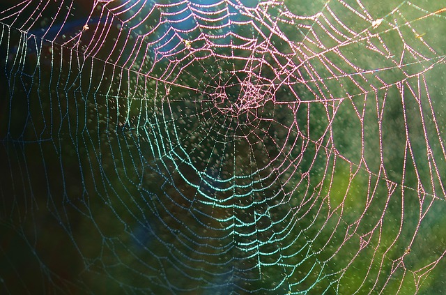 spider-web-615272_640