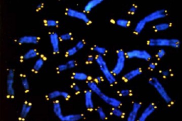 telomeres