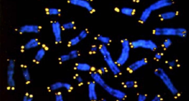 telomeres