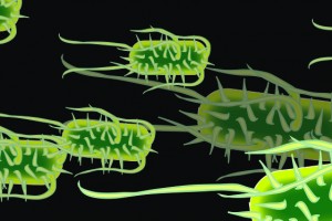 ecoli