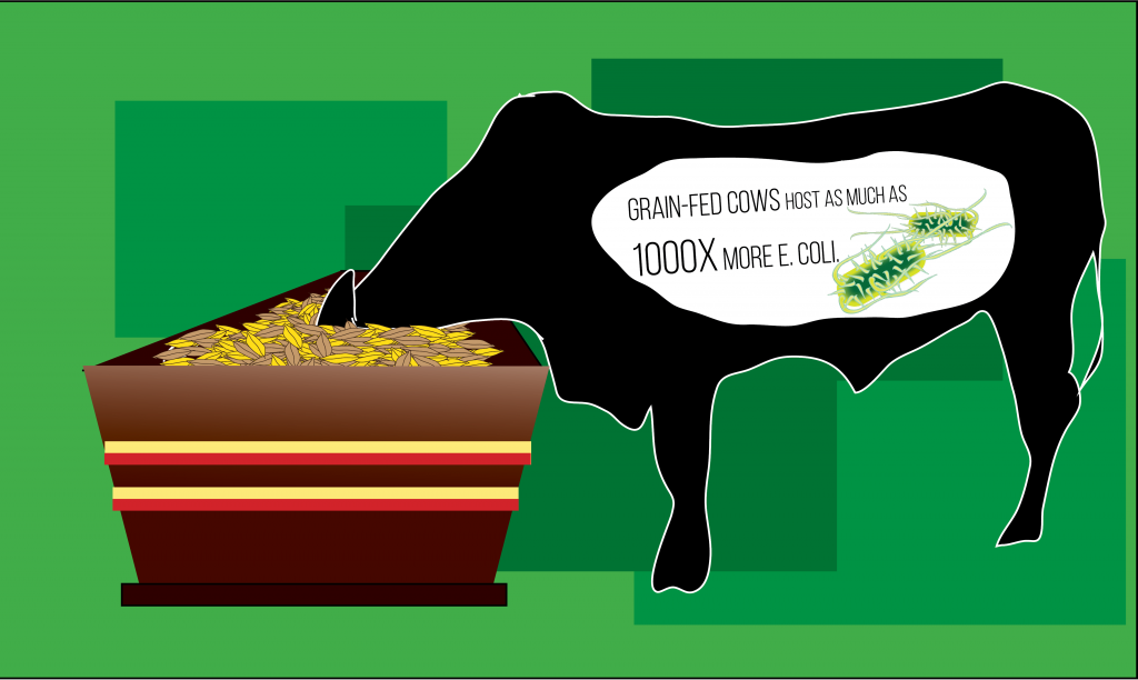 graincow