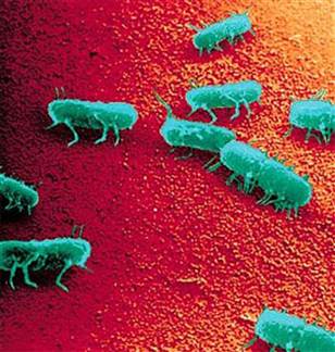 Salmonella_Typhimurium_pathogenesis