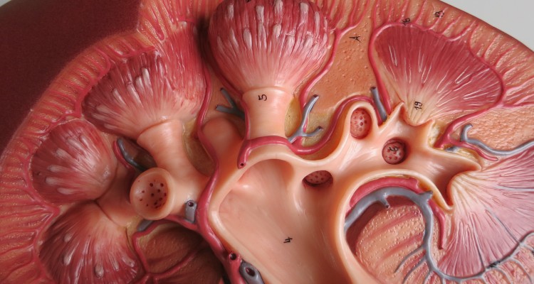 kidney