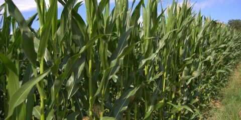 cornfield