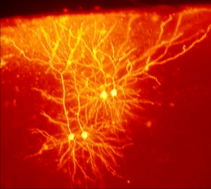 neuron
