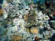 coral_bleaching