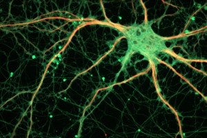 neuron_psych