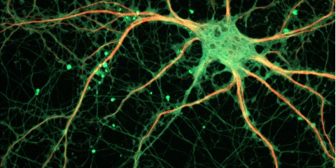 neuron_psych